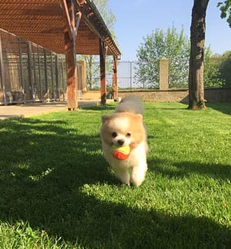 Un petit chien profite du jardin de la pension